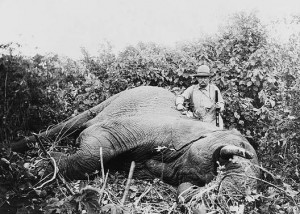 Theodore Roosevelt and elephant on African safari